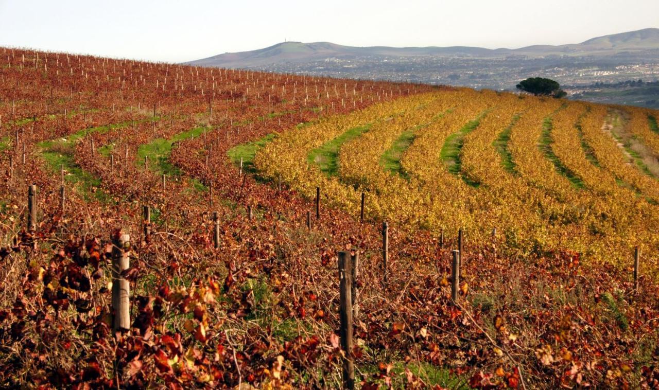 斯泰伦博斯Mooiplaas Wine Estate公寓 外观 照片